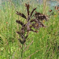 Molinia caerulea 'Transparent'
